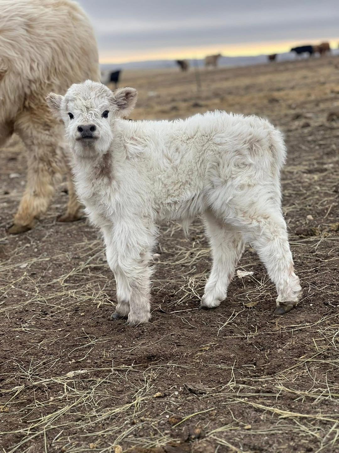 Teddy - highland calf for sale