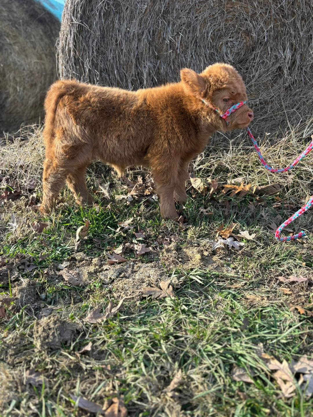 Clover - highland calf for sale
