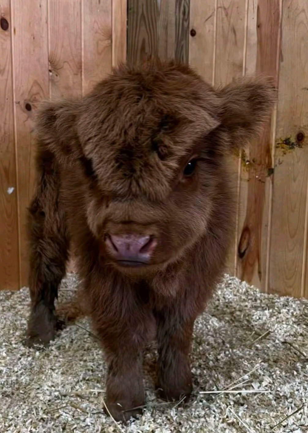 Ginger - highland calf for sale