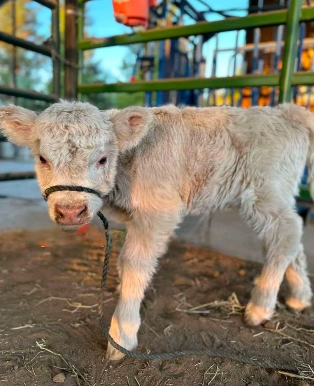 Mabel - highland calf for sale