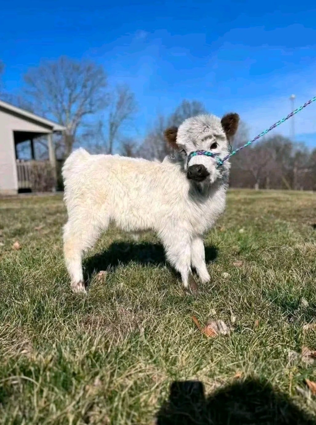 Rosie - highland calf for sale