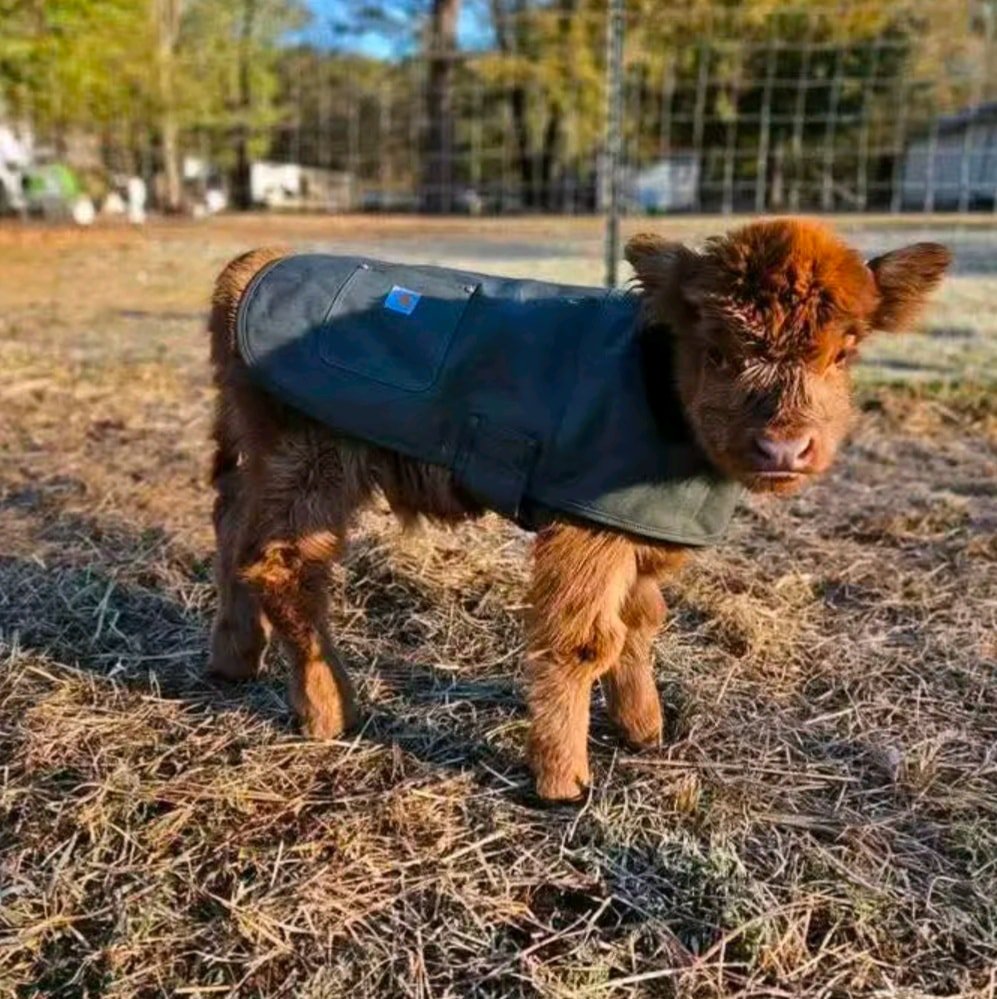 Penny - highland calf for sale