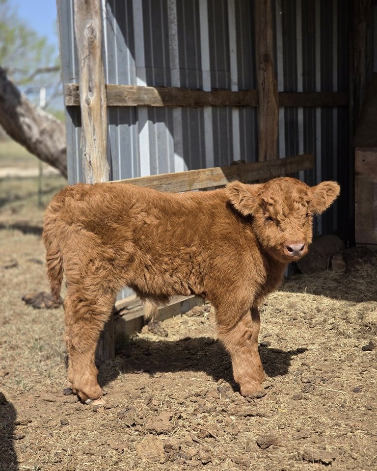 Jasper - highland calf for sale