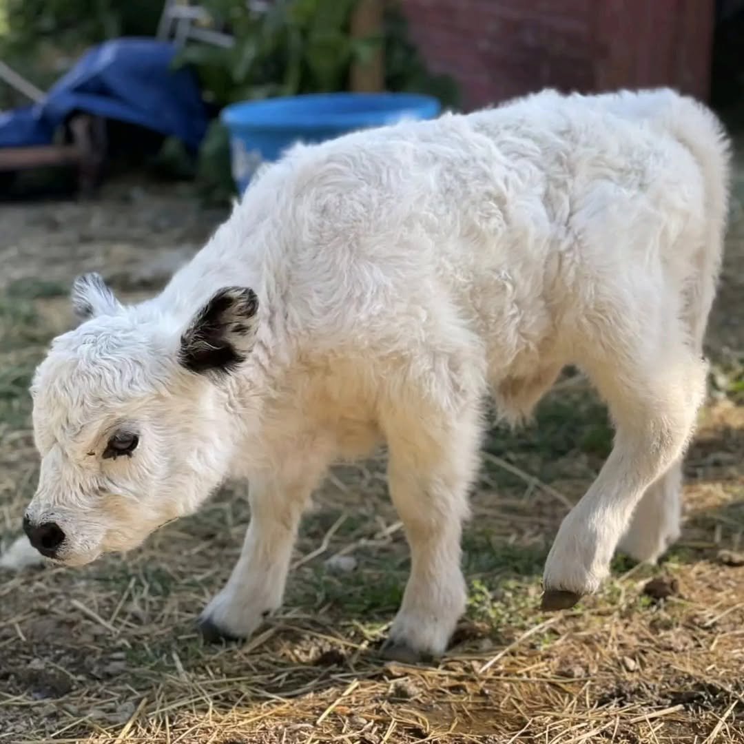 Tucker - highland calf for sale