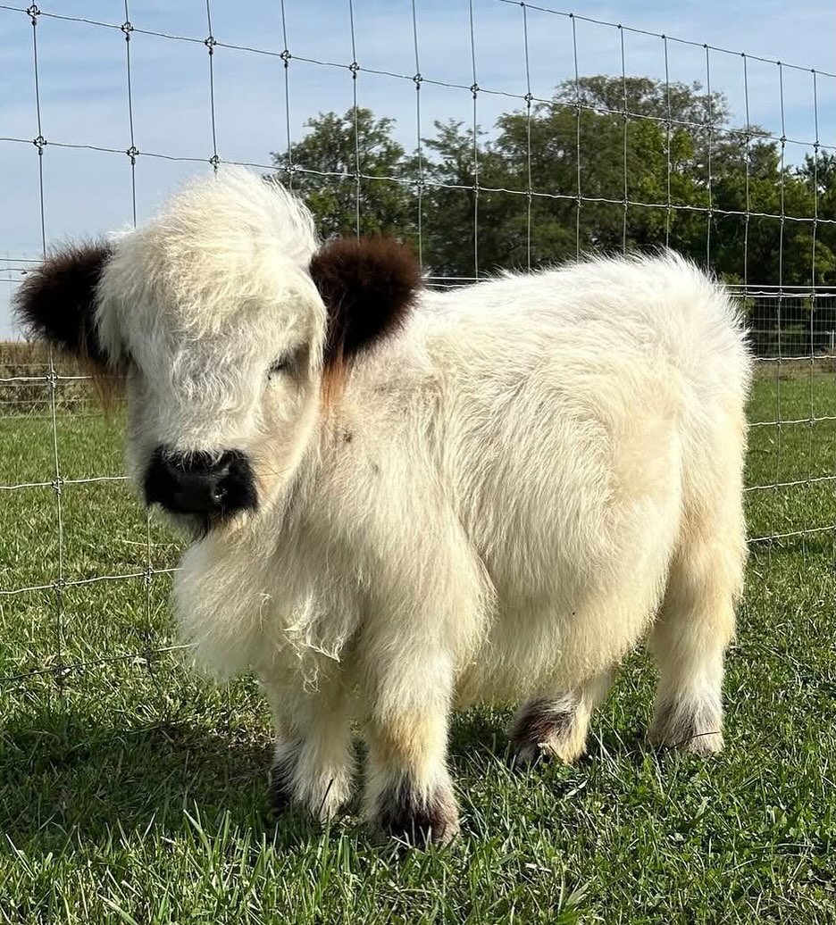 Duke - highland calf for sale