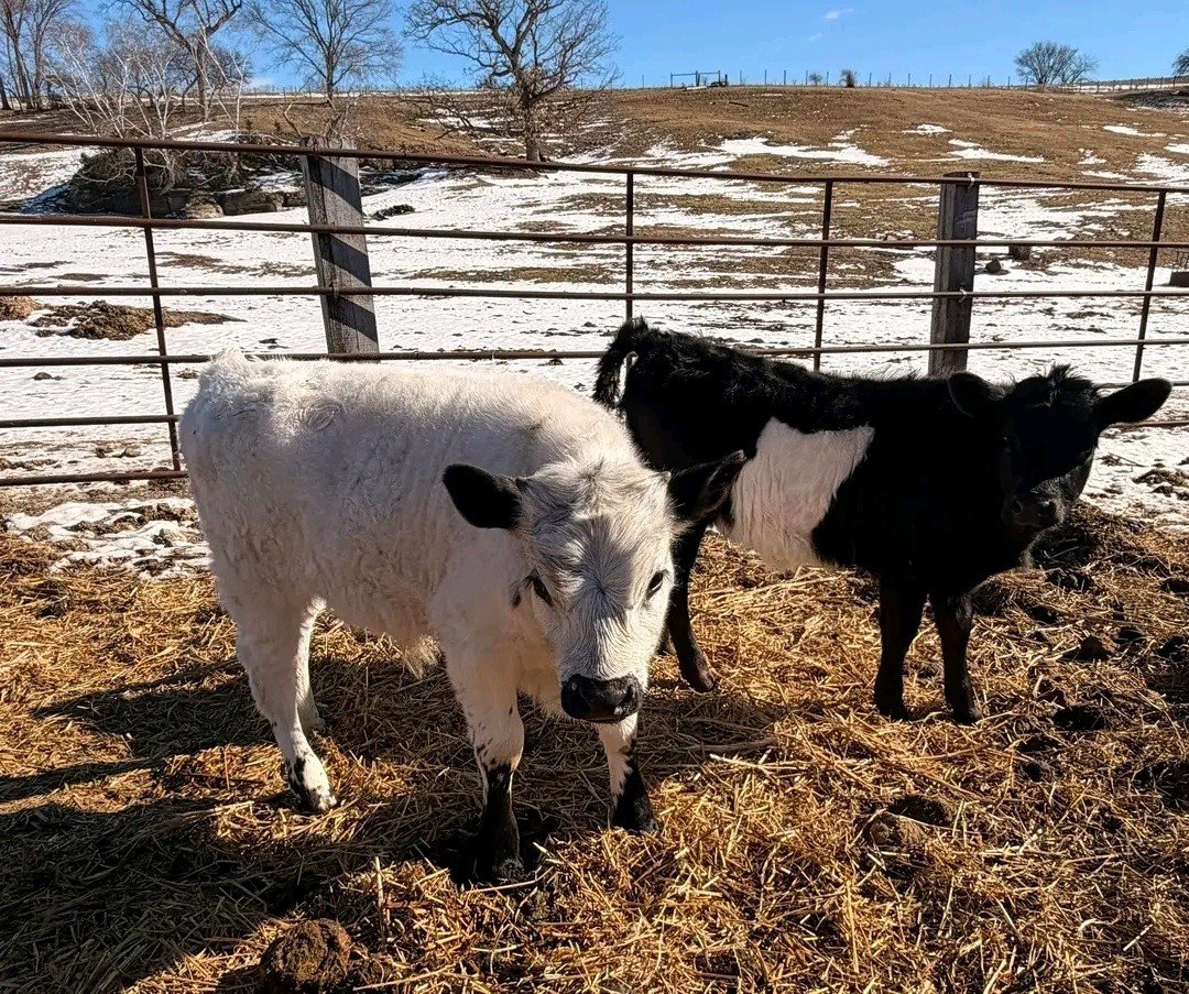 Premium highland cattle for sale at our family farm