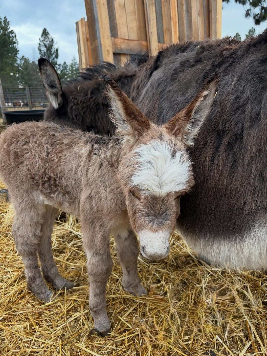 Mini Donkey For Sale Daphne