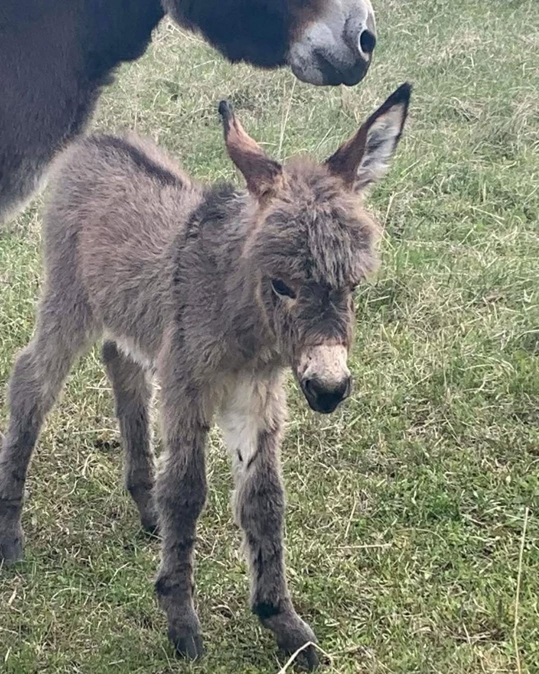 Mini Donkey For Sale Zinnia