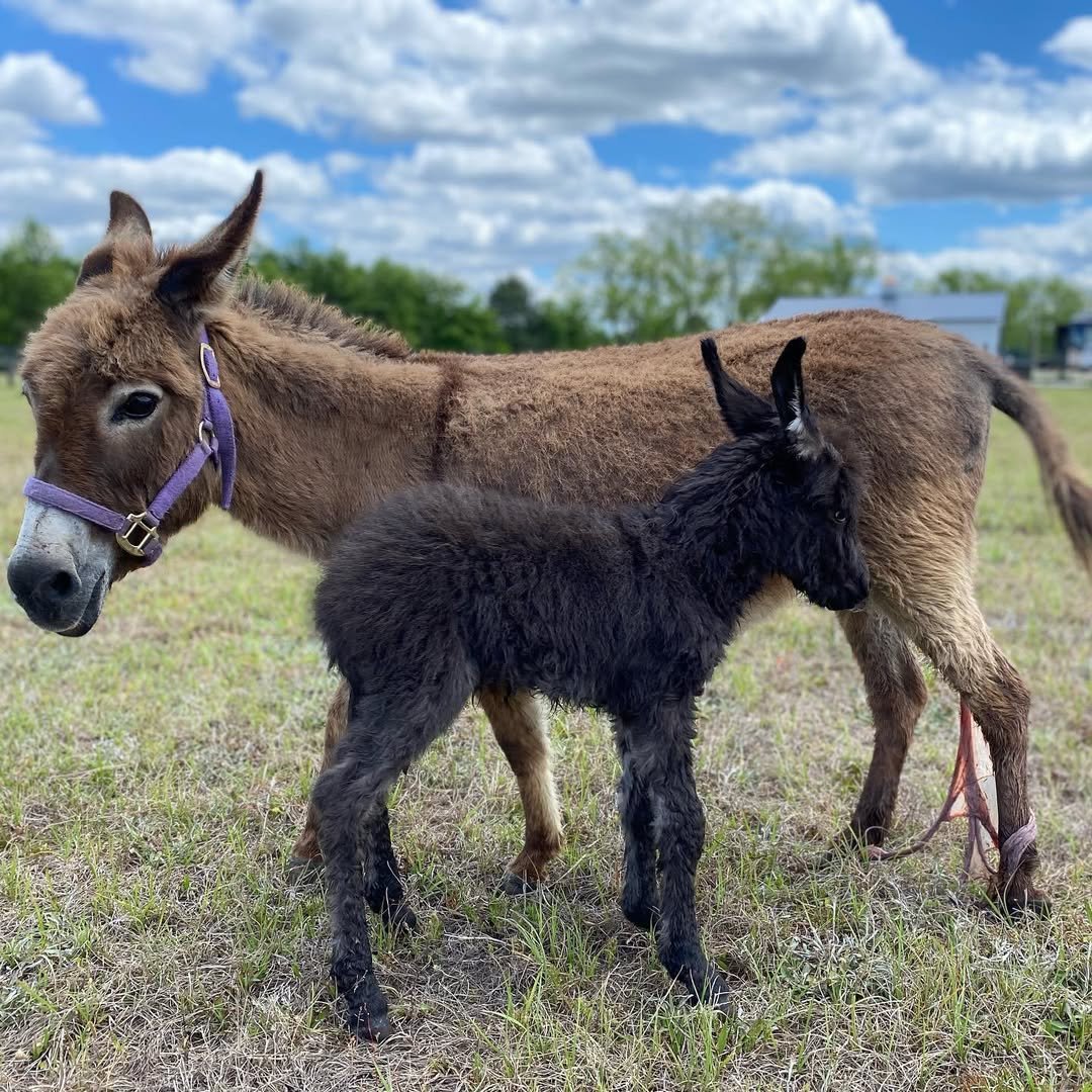 Mini Donkey For Sale Barnaby