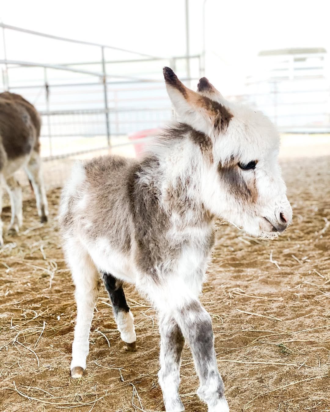 Mini Donkey For Sale Beatrice