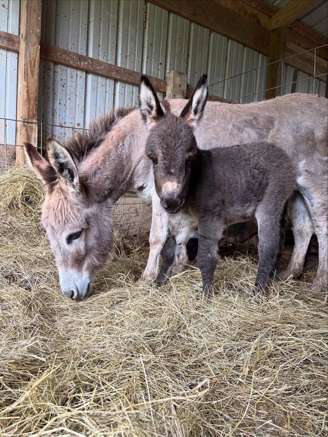 Mini Donkey For Sale Festus