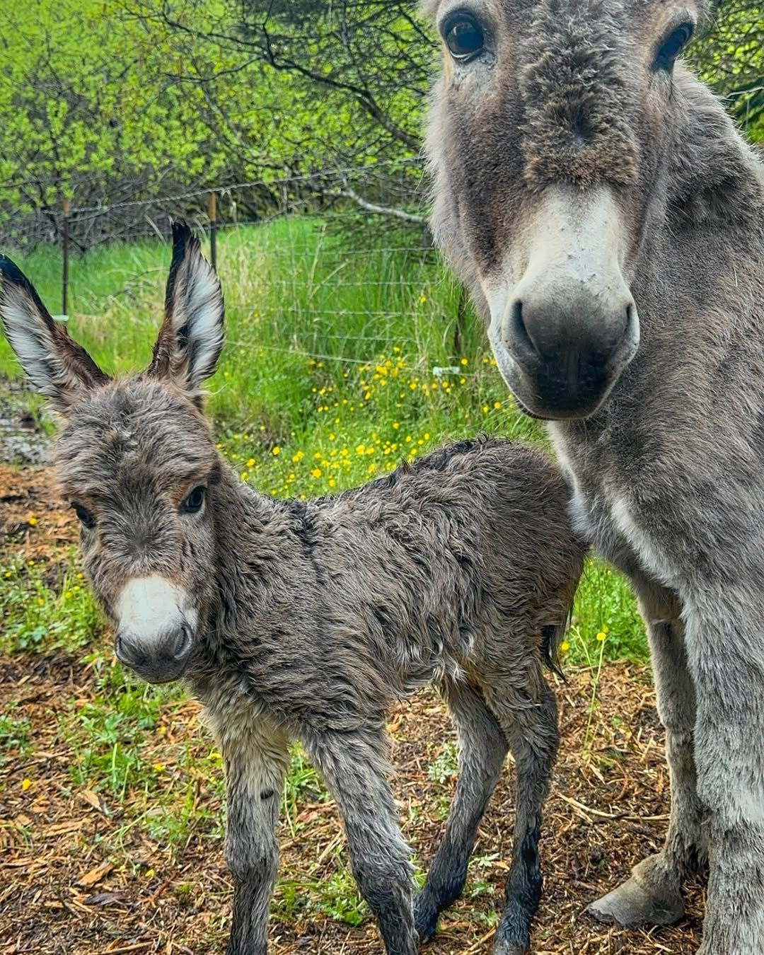 Mini Donkey For Sale Silas