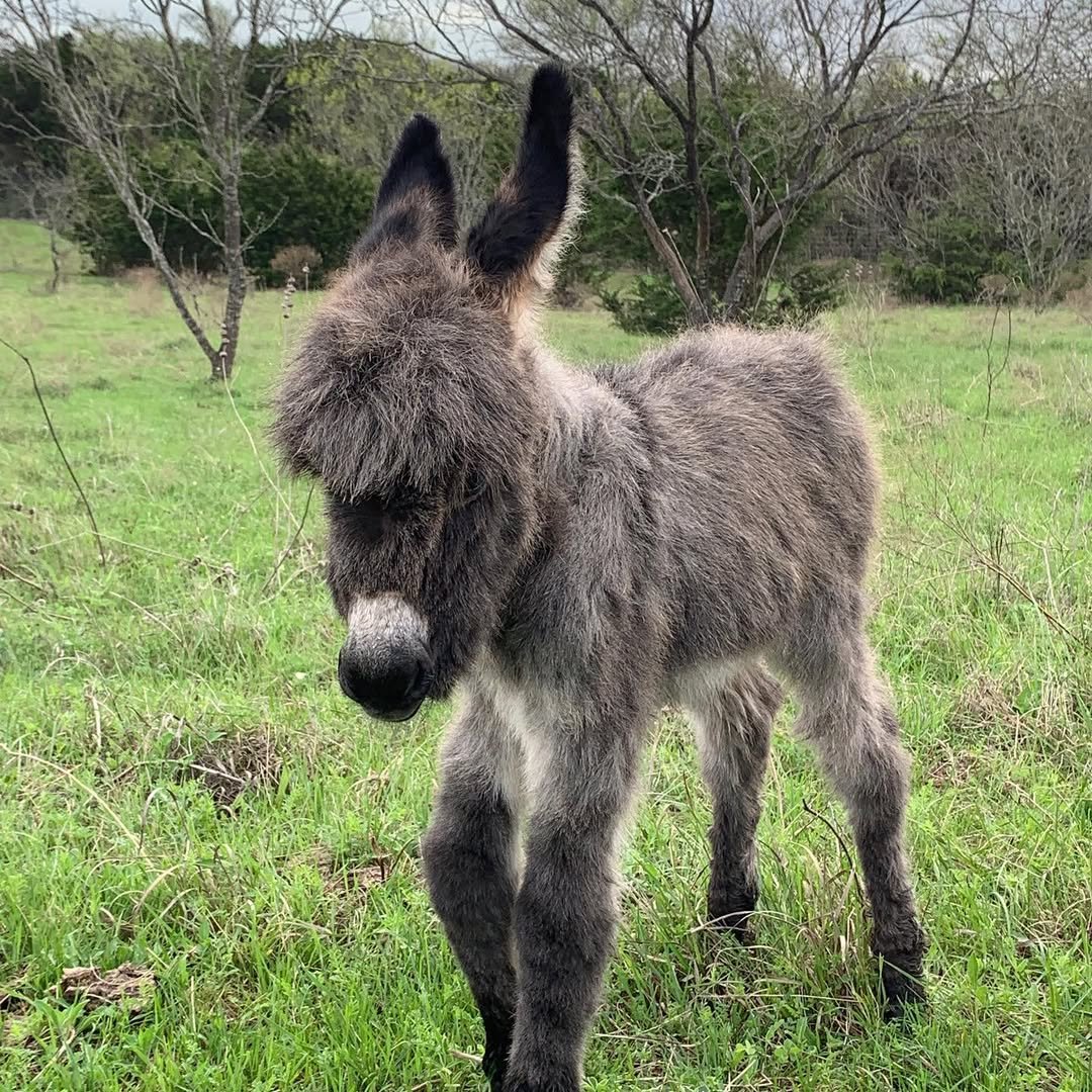 Mini Donkey For Sale Winnie