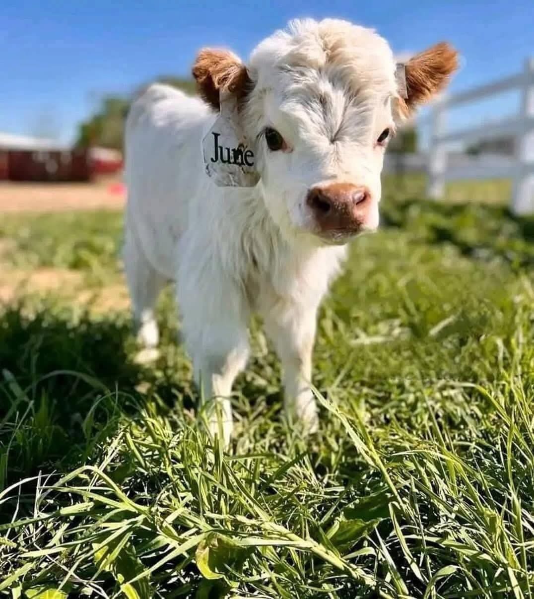 June - highland calf for sale