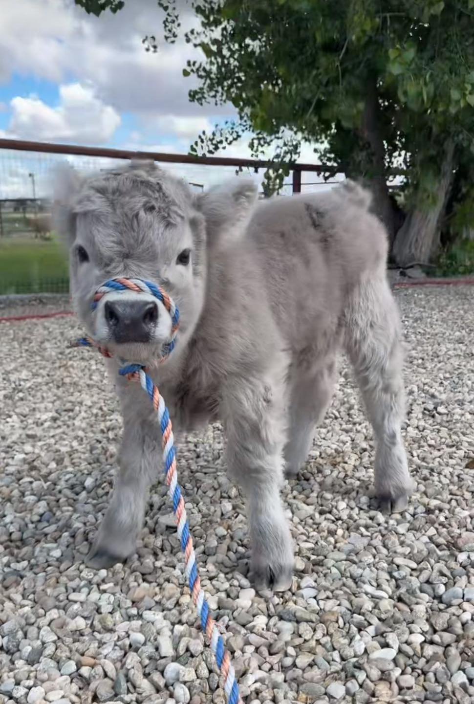 Marco - highland calf for sale